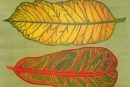 Four Leaves